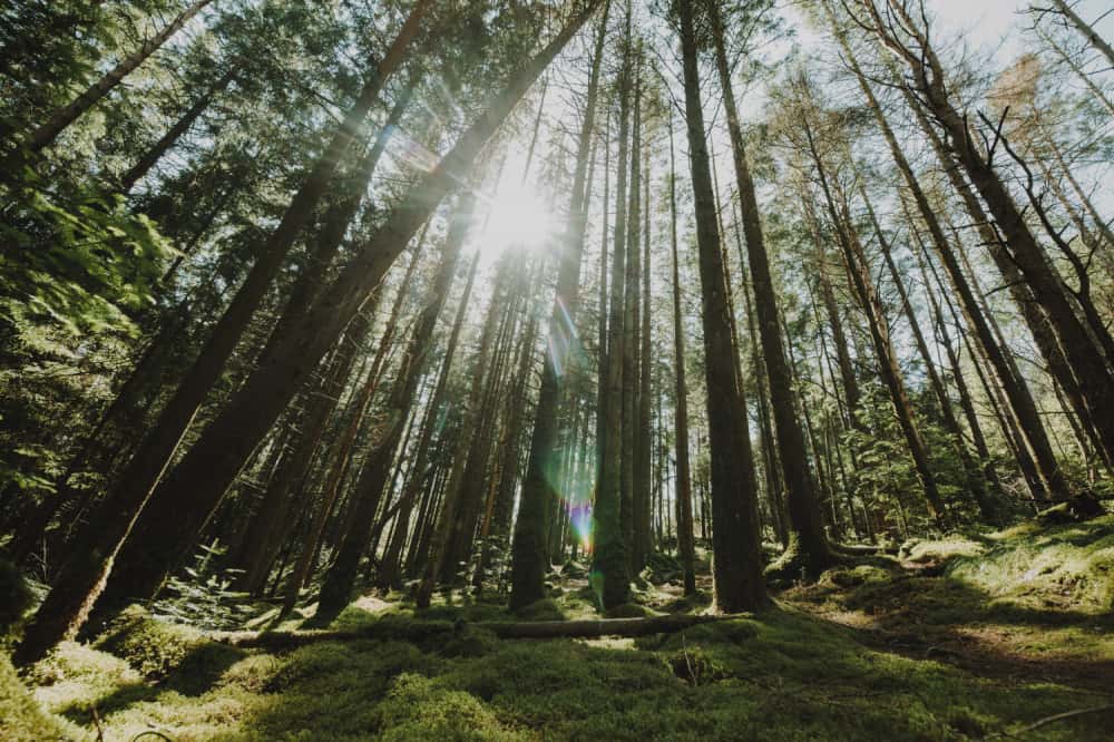 Стало известно о пугающем увлечении пропавшей в тайге Усольцевой — медитации Кали