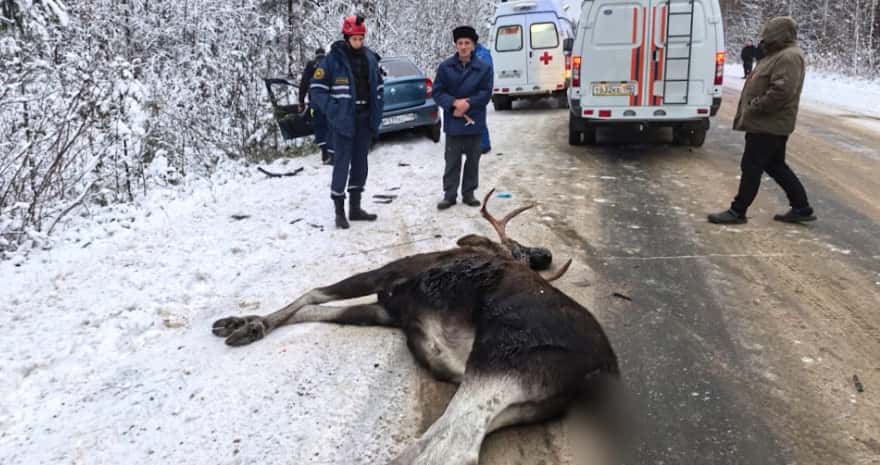 Иномарка сбила лося под Нижним Тагилом — водитель в больнице,