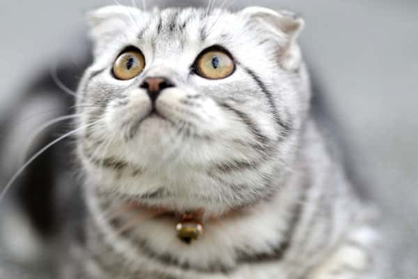 Спасатели в Свердловской области сняли кота с 20-метровой сосны