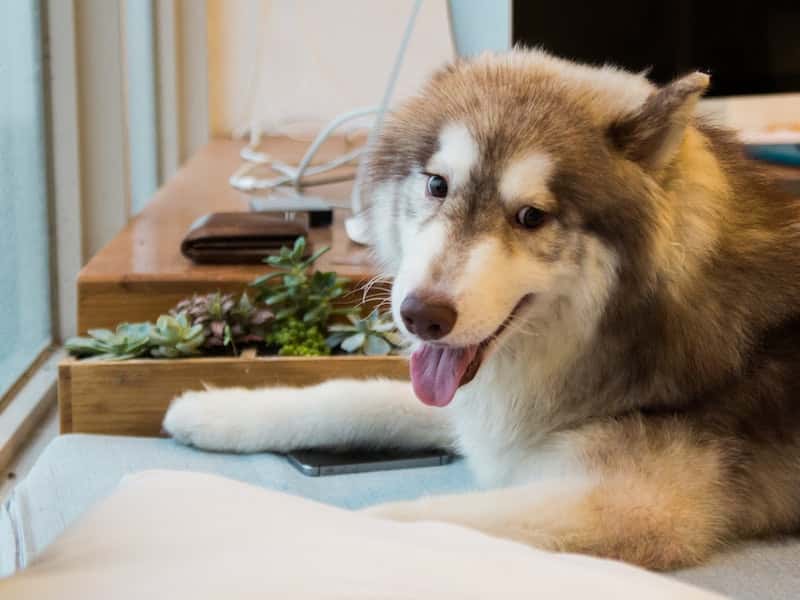 «Выход из зоны комфорта»: эксперт Васильева объяснила, как защитить питомца от новогоднего стресса