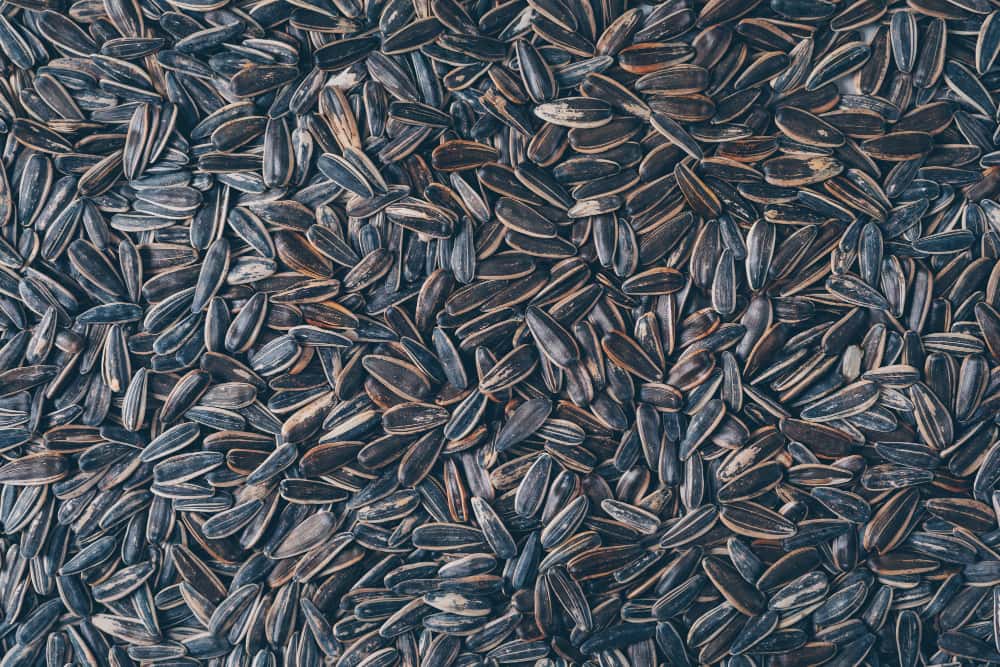 1,2 тысячи тонн семечек из Китая прибыли на Урал: как Россельхознадзор проверял крупную партию