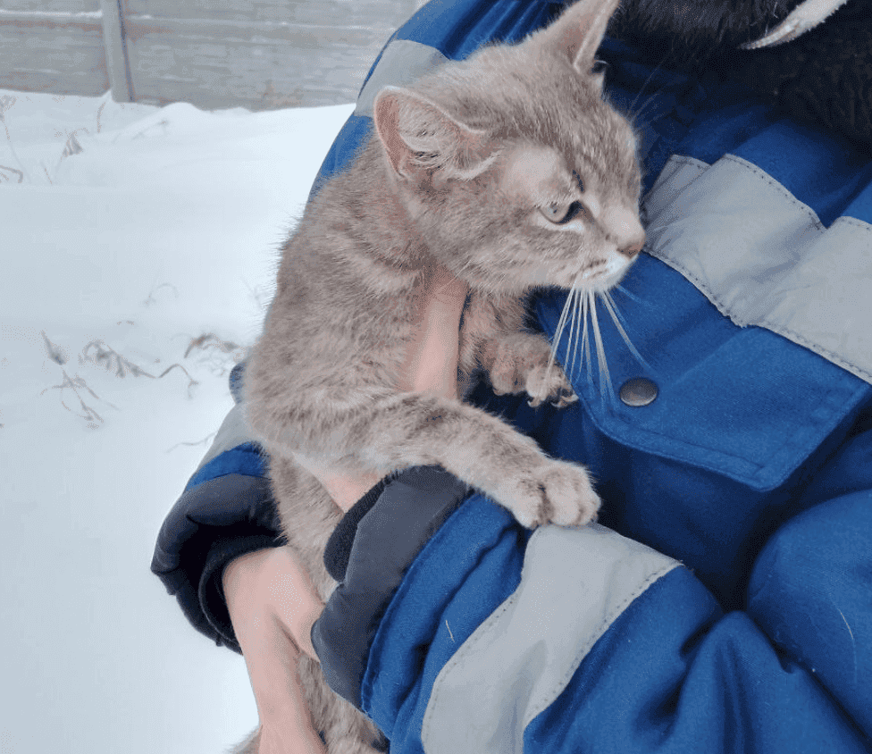 Тагильский живодёр выкинул кошку в мусорный бак в сильный мороз