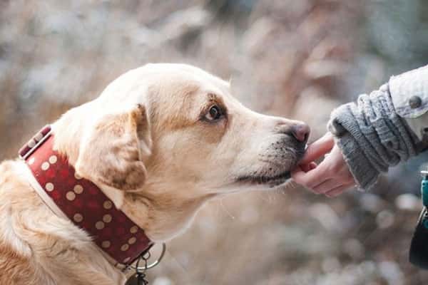 Штрафы для владельцев собак в России: что запрещено и сколько придётся заплатить