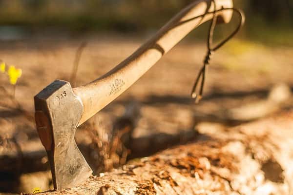 Жители Горноуральского округа пожаловались Путину на вырубку лесов под Нижним Тагилом