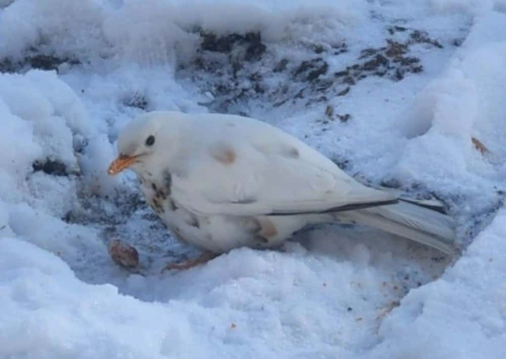 «Большая удача»: в Екатеринбурге заметили уникального белого дрозда-рябинника