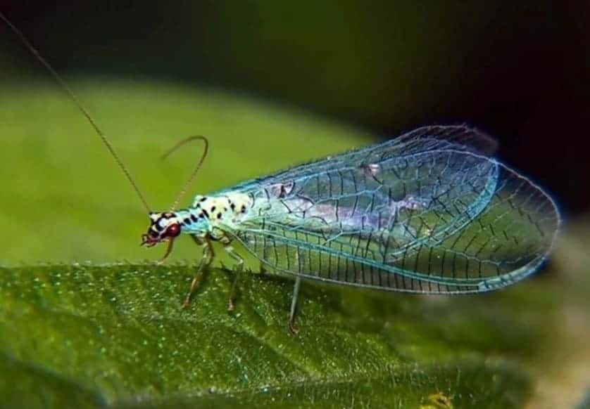 2,5 миллиона крылатых спасателей прилетели на Урал бороться за урожай