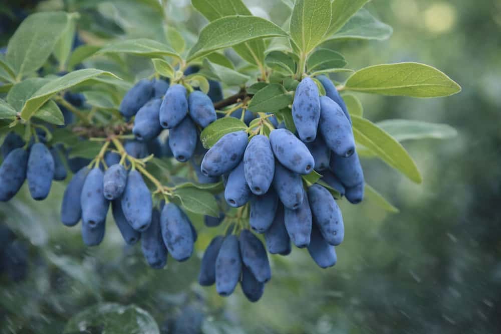 Как подкормить жимолость в апреле, чтобы получить обильный урожай летом