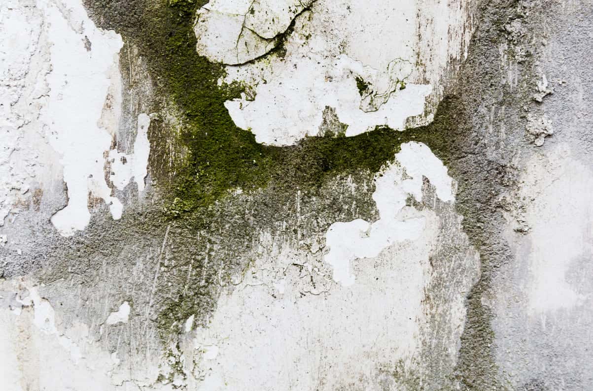 Плесень в доме исчезнет навсегда: сделали мощное средство из 1 дешёвого ингредиента