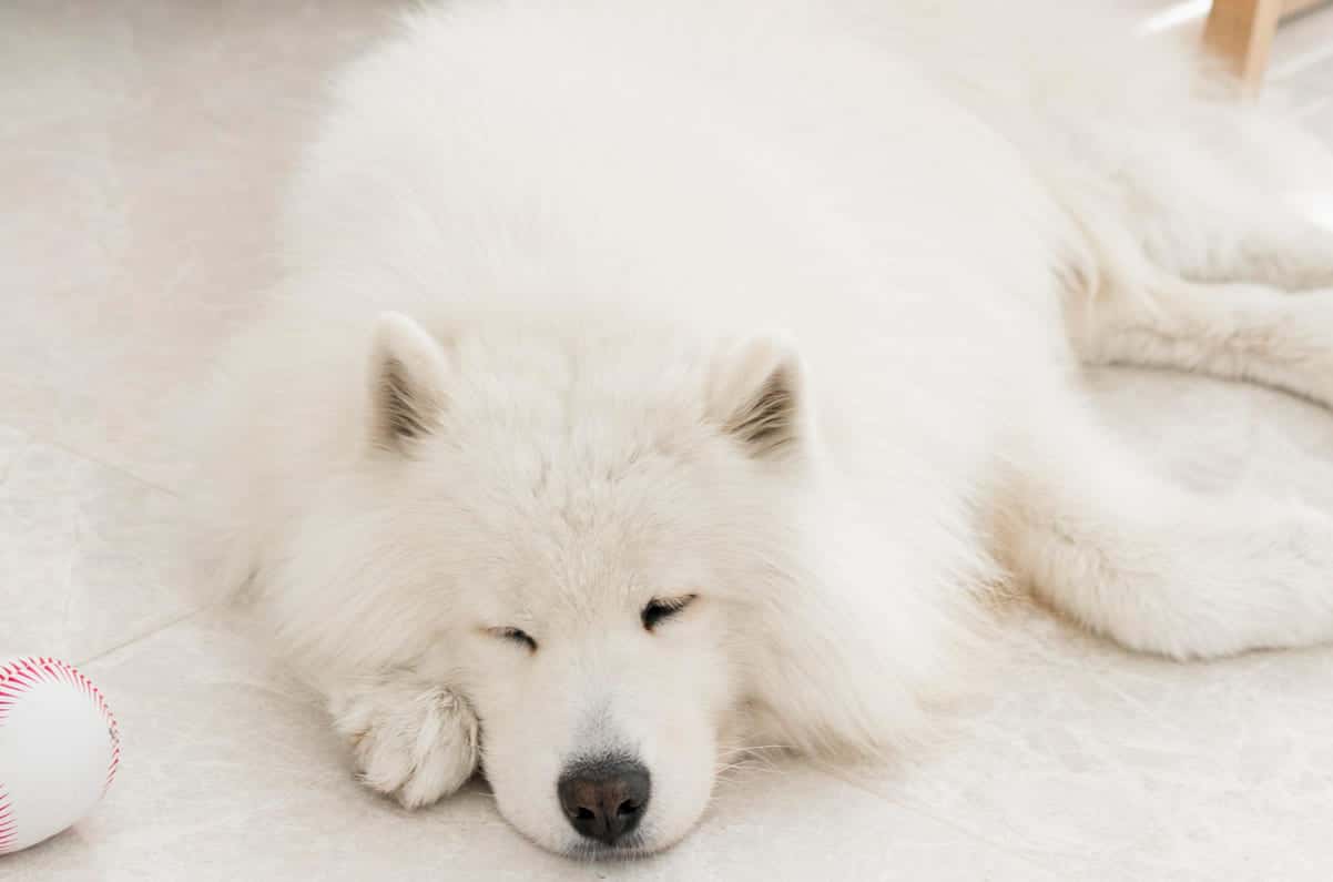 5 исконно русских пород собак: национальное достояние России и особенности характера