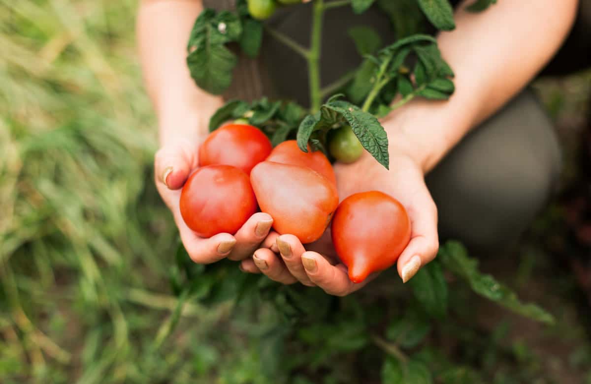 Лучшие ранние сорта томатов для огорода: Обские купола, Верлиока, Санька и другие