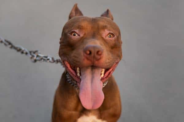  Ошибка, которая стоит пальцев: кинологи объяснили, что делать, если собаки сцепились в драке