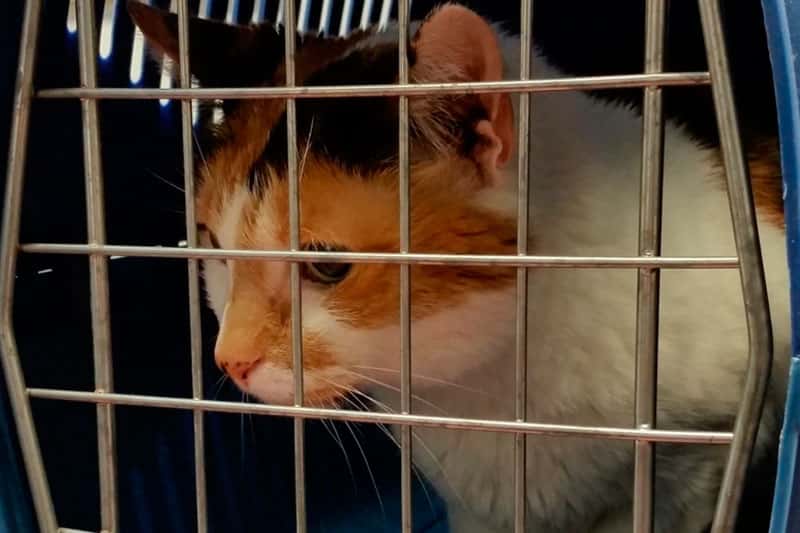 Кошки умеют скрывать боль: 10 ошибок хозяев, которые могут сократить жизнь питомца