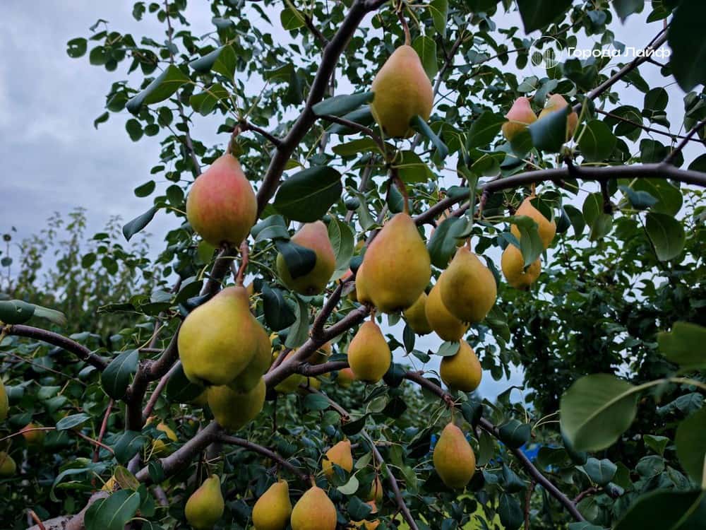 Чем опрыскивать сад весной до распускания почек, чтобы забыть о болезнях на весь сезон — инструкция от опытных дачников