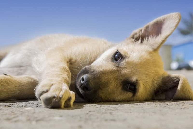 «Рожать для здоровья»: кинологи развенчали главный миф о счастье материнства у собак