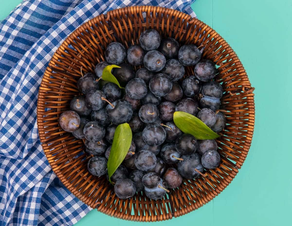 20–30 граммов мочевины в апреле: точная дозировка, которая заставит жимолость плодоносить десятилетиями