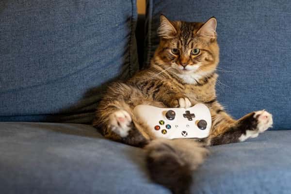 Никто не знал этого 4000 лет: учёные выяснили, что у кошек есть 5 типов личности — какой у вашей?