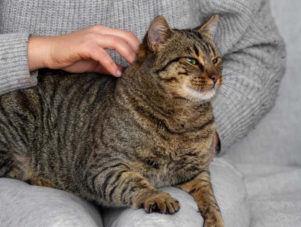 Кошка дергает кожей на спине, когда к ней прикасаешься: ветеринары объяснили странное явление 