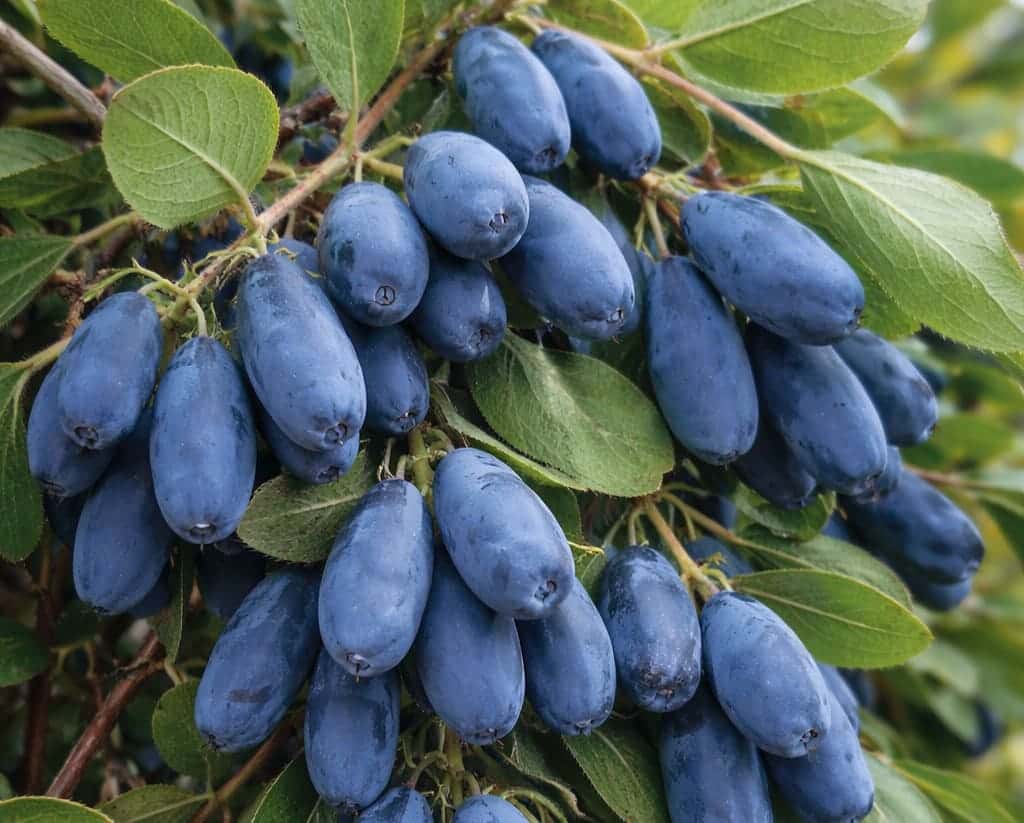 20–30 литров на куст — и жимолость будет сладкой: как вырастить вкусную ягоду  