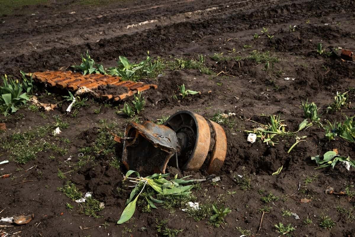 Что добавить в лунку при посадке, чтобы растения прижились в 100% случаев