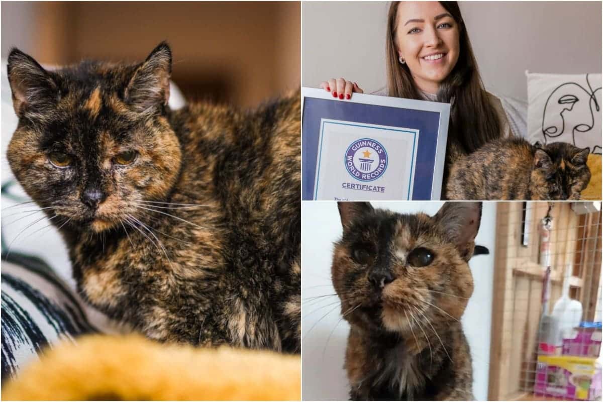 Родилась на улице, пережила четырёх хозяев и попала в Книгу рекордов Гиннесса: история кошки Флосси