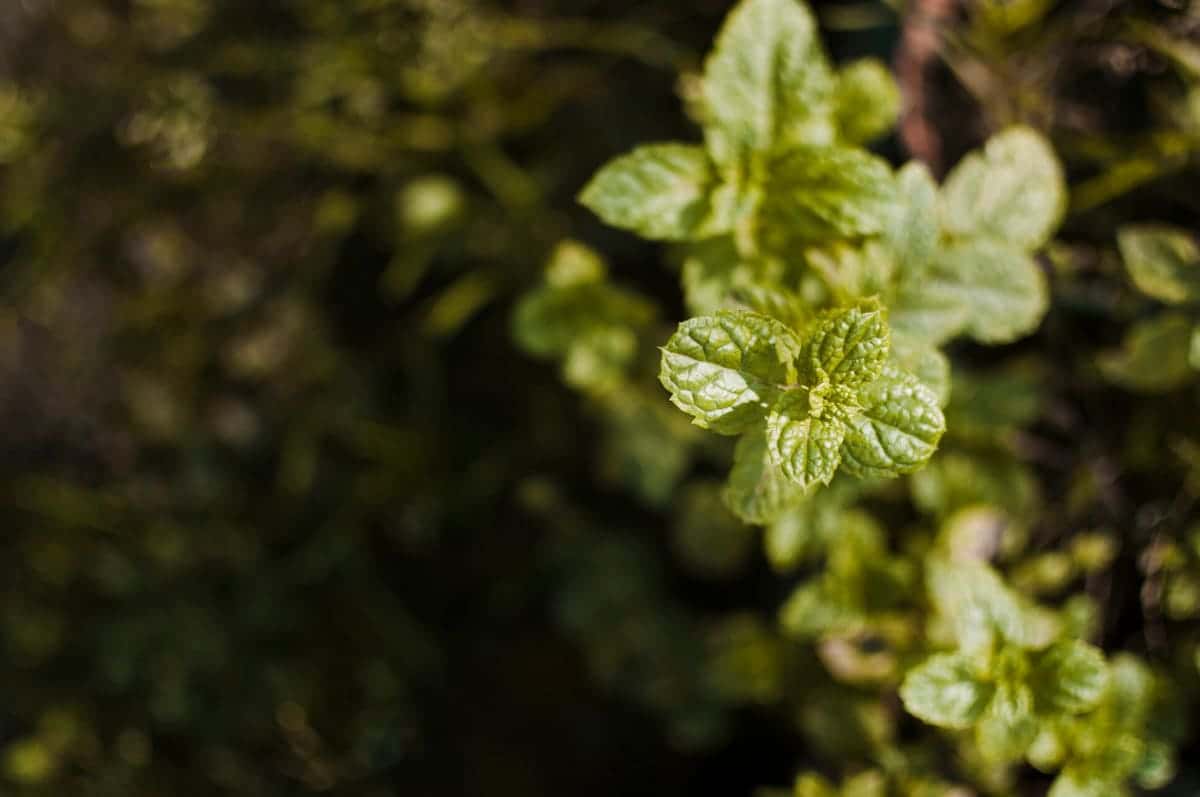 Кошмар садовода: 5 растений-захватчиков, которые лучше сажать подальше — все дачники должны знать