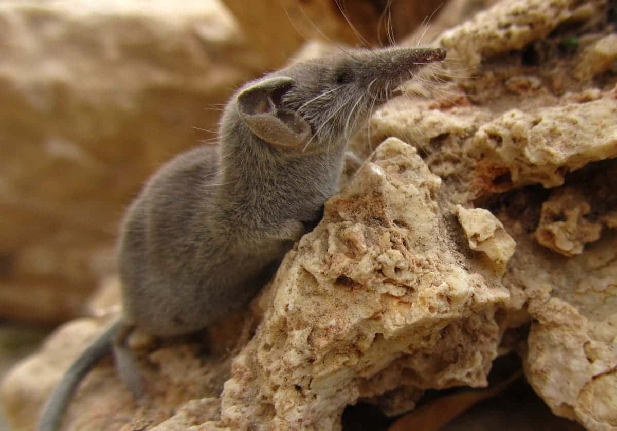 Закапываю эти палки по огороду — и землеройки бегут на соседнюю дачу: не нарадуюсь своей смекалке 