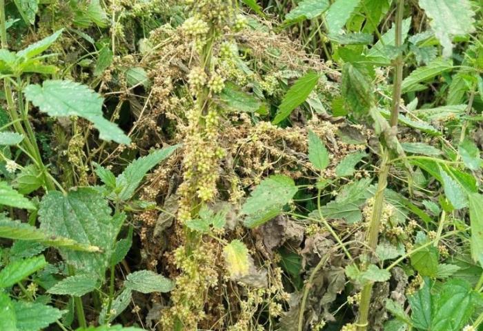 Повилика в Свердловской области: как борются с опасным сорняком | Россельхознадзор выявил очаги повилики в Красноуфимском округе