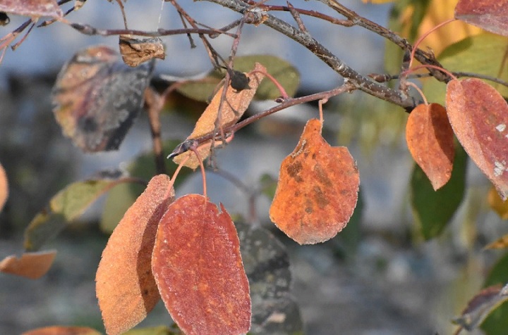 В Нижний Тагил идут ночные заморозки