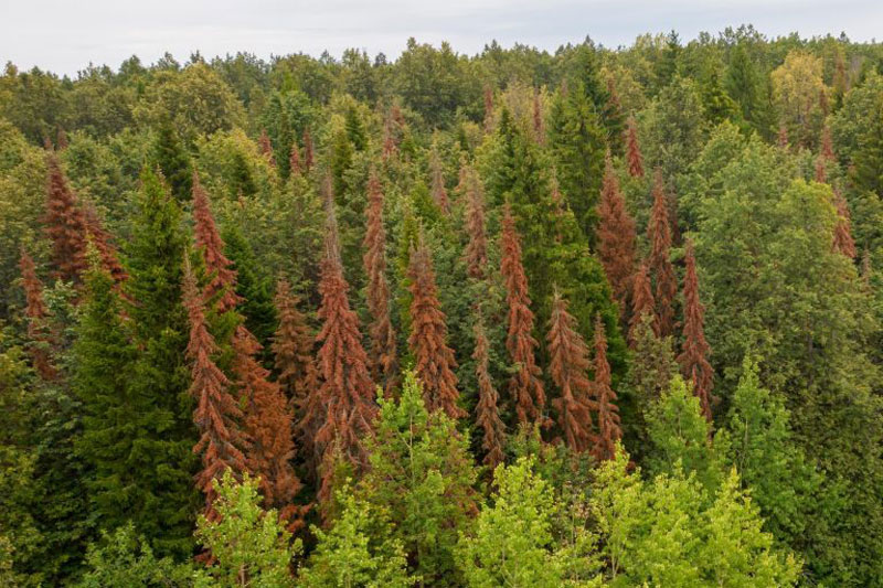 Россельхознадзор сообщил о карантине в Ревде: выявлен западный цветочный трипс | В Свердловской области из-за опасного вредителя приостановили реализацию растений