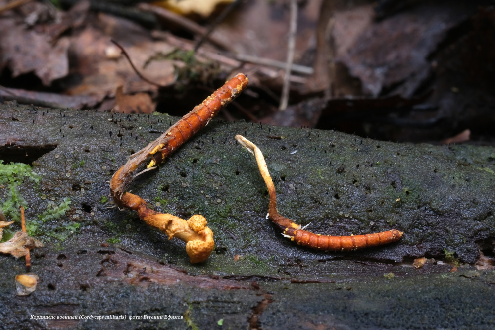 Дороже золота: свердловчанин нашел в лесу самый дорогой гриб в мире | На Урале грибник нашел самый дорогой гриб в мире