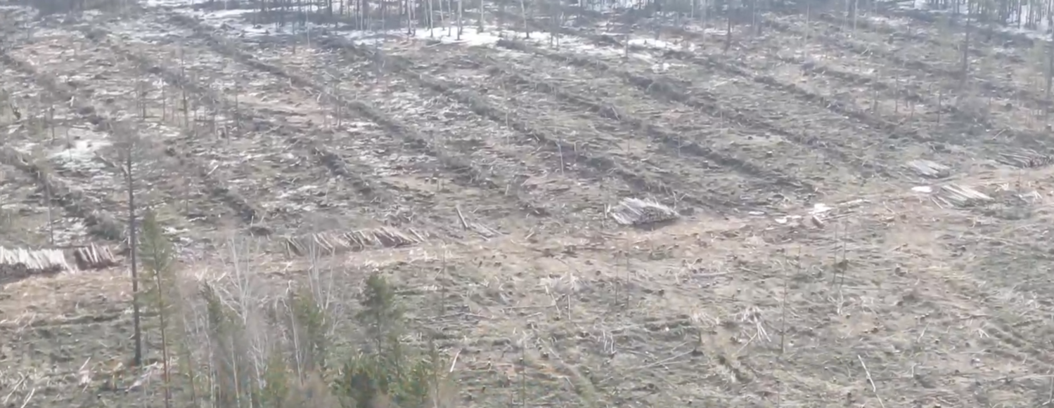 Александр Бастрыкин приказал проверить массовую вырубку леса для строительства карьера в Нижнем Тагиле