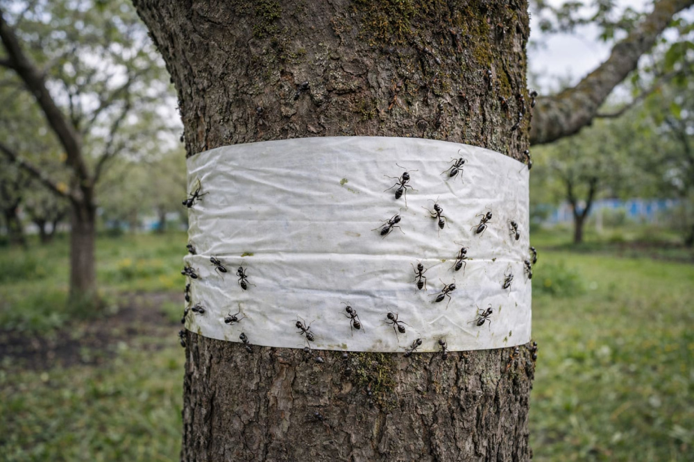 Обвязал яблони лентой в апреле — муравьи и тля ушли за два дня | Апрельский лайфхак: как избавиться от муравьёв и тли на яблонях за 2 дня без химии