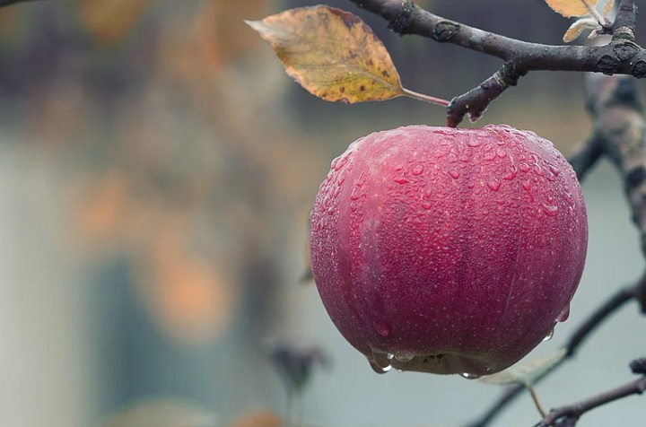 Жители Екатеринбурга подарили зоопарку 3 тонны яблок