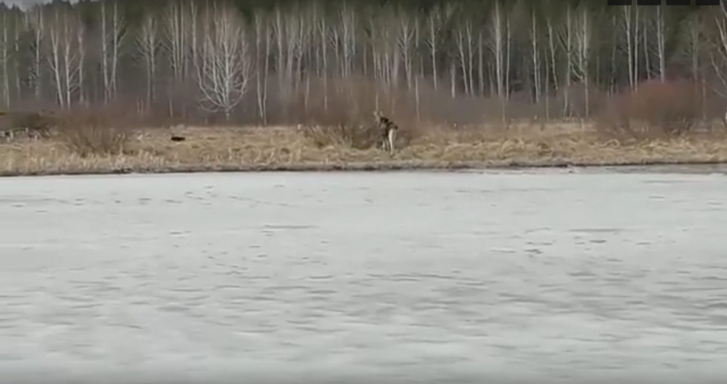 Вчера на Выйском пруду лось провалился в воду, но смог самостоятельно выбраться, сообщили спасатели