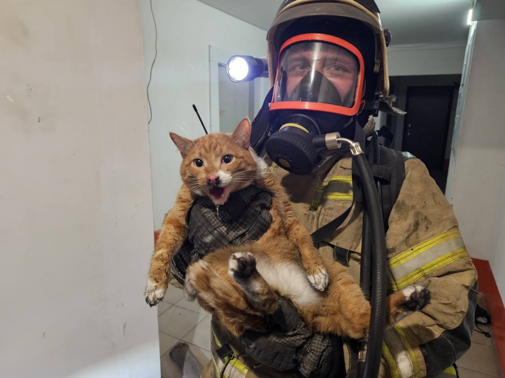 В Нижнем Тагиле из серьезного пожара спасли домашнего кота | На Урале спасатели МЧС достали кота из пожара