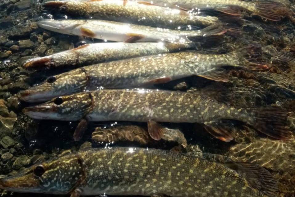 «Самая короткая рыбалка»: на Урале мужчина поймал 15 щук за три часа | На Урале «проснулась» рыба: улов порадует рыбаков