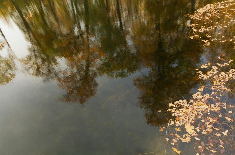 В парке имени Бондина прошло зарыбление Нижнетагильского пруда  | На Урале реабилитируют Нижнетагильский пруд