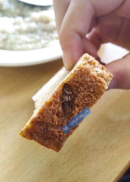 В школе № 1 в Нижнем Тагиле кормят детей хлебом с тараканами