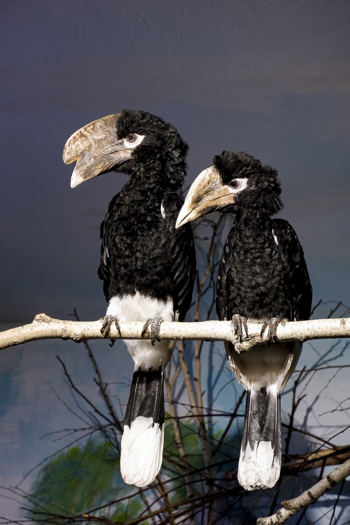 В зоопарке Екатеринбурга поселились экзотические птицы