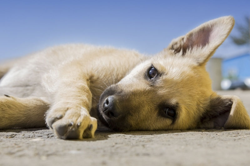 Скандал в Нижнем Тагиле: зоозащитники обвиняют АНО «Добрые руки» в массовом убийстве собак | Скандал в Нижнем Тагиле: зоозащитники обвиняют АНО «Добрые руки» в массовом убийстве собак