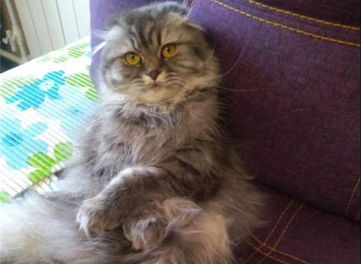 Семья ищет любимую кошку уже месяц после обрушения дома в Нижнем Тагиле | На Урале хозяева ищут кошку, пропавшую после взрыва пятиэтажки