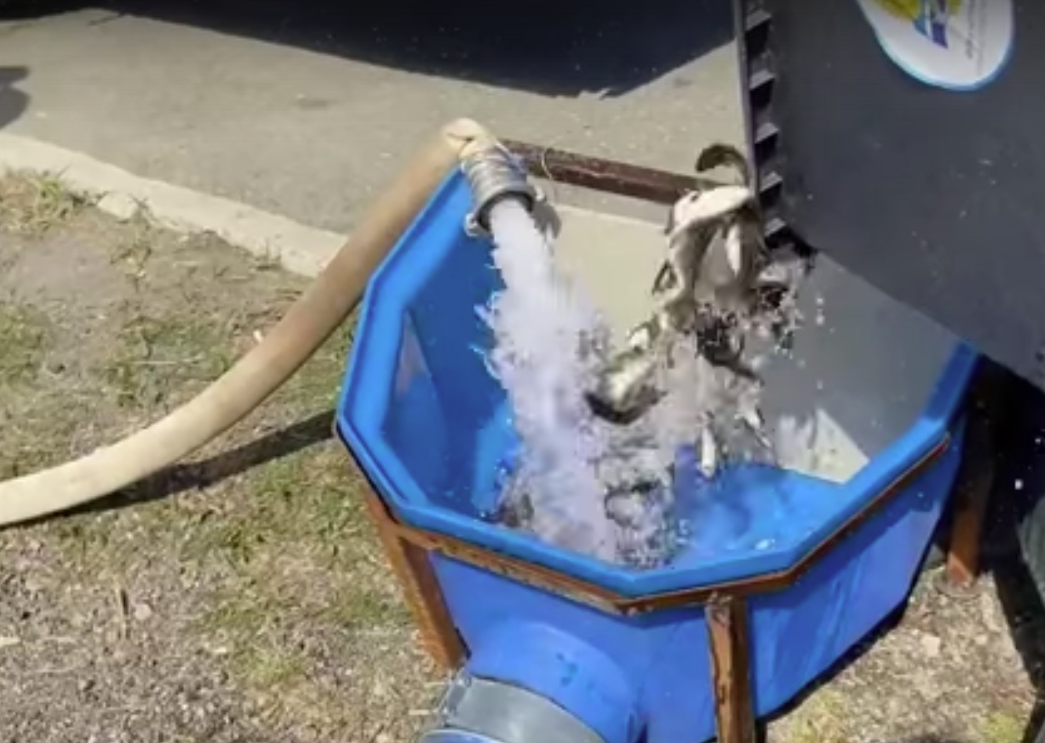 Сазан - новый житель Тагильского пруда