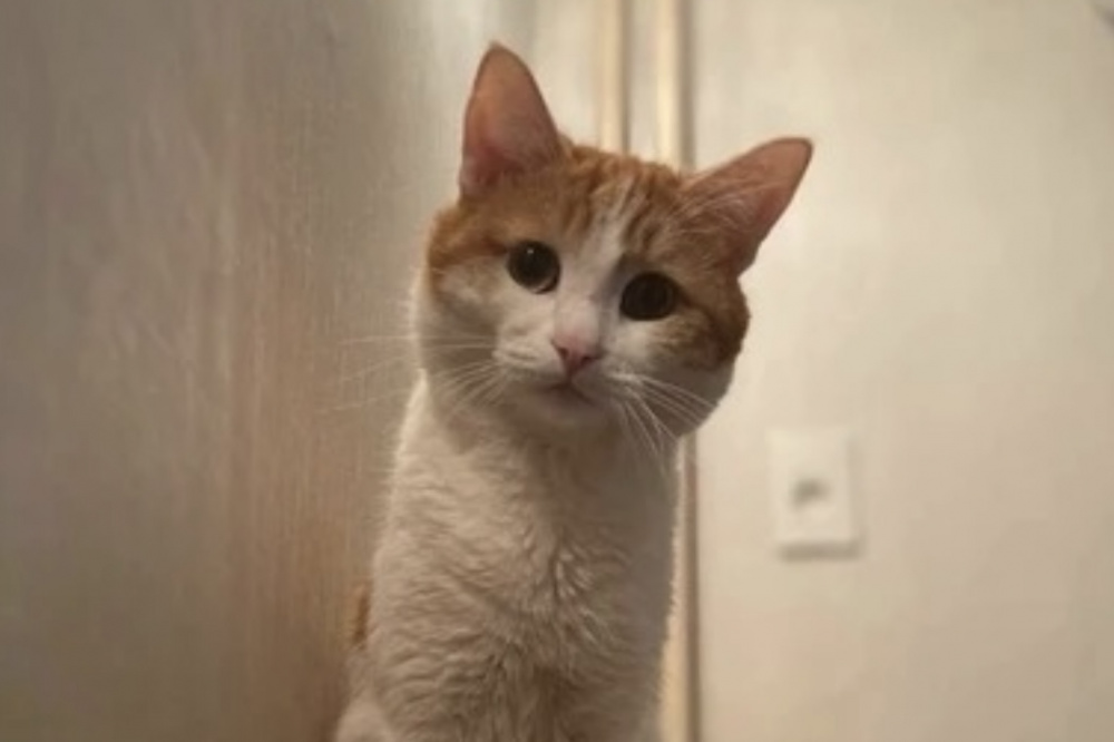 Рыжего кота Твикса выбросила на мороз из поезда не проводница: в деле поставили точку. Видео | В деле о смерти кота Твикса появились новые подробности