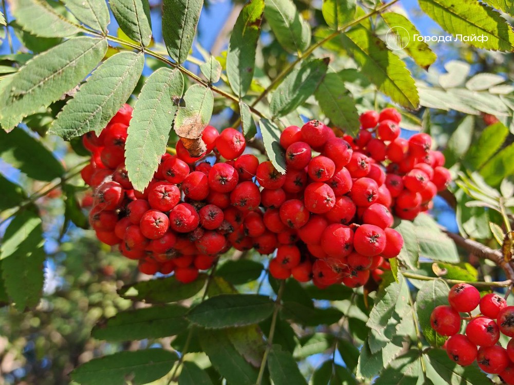 В народном календаре 7 октября отмечают день Фёклы Заревницы | 7 октября: день Фёклы Заревницы — значение даты и традиции осеннего календаря