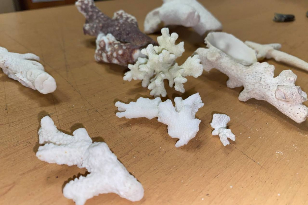 В Свердловской области таможенники задержали женщину с незаконно ввезенными кораллами | На Урале пассажирка пыталась незаконно провезти 12 кораллов в багаже В Свердловской области таможенники задержали женщину с незаконно ввезенными кораллами | На Урале пассажирка пыталась незаконно провезти 12 кораллов в багаже