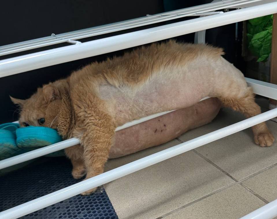 Кот Крошик, который весит 17 килограммов, пытался сбежать с принудительной диеты, но застрял в обувнице | В Перми 17-килограммовый кот Крошик застрял в обувнице Кот Крошик, который весит 17 килограммов, пытался сбежать с принудительной диеты, но застрял в обувнице | В Перми 17-килограммовый кот Крошик застрял в обувнице