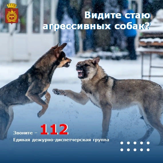 Жители Нижнего Тагила тревожатся за детей из-за стаи собак на Вые