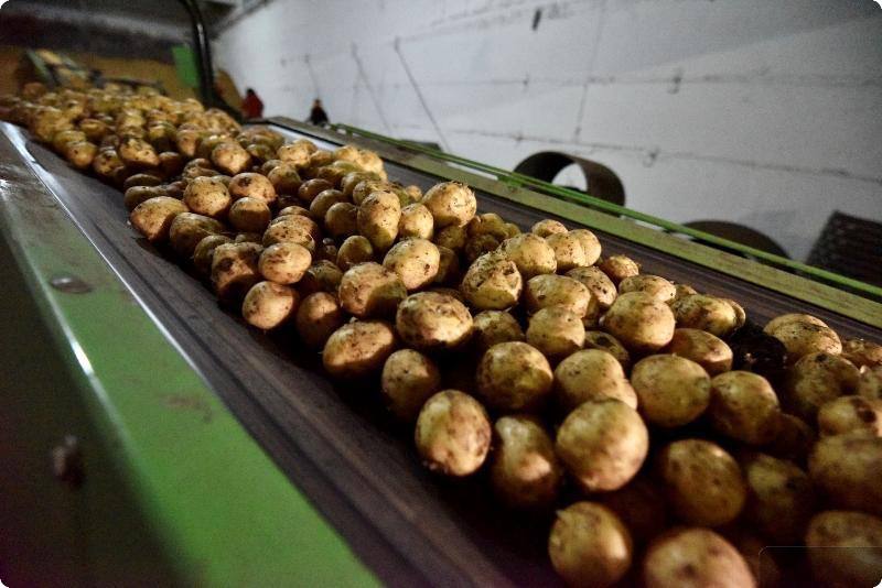 Свердловская область превысила планы по уборке урожая  | На Урале заявили о высоких показателях сбора урожая