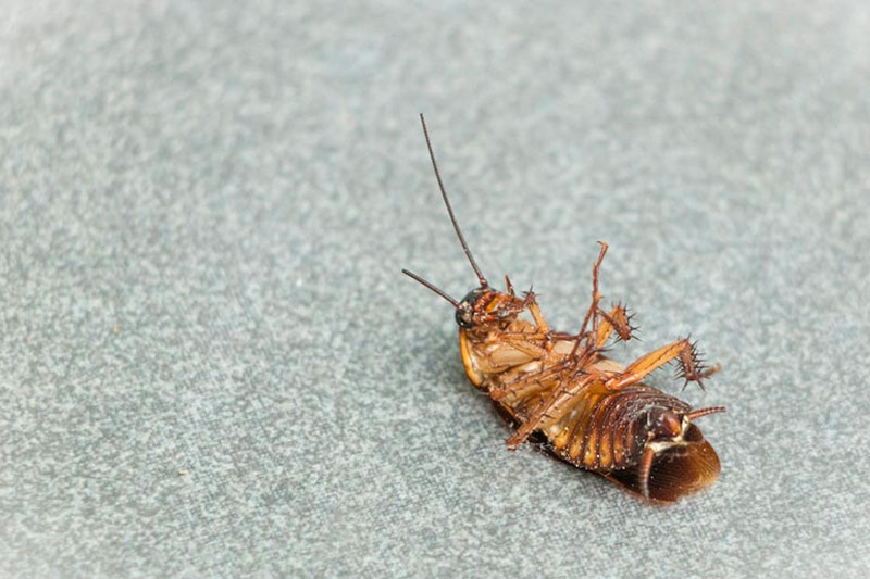 Нашествие тараканов в Нижнем Тагиле: жалобы жителей выросли в два раза, и вот почему | Жители Нижнего Тагила стали жаловаться на тараканов в два раза чаще