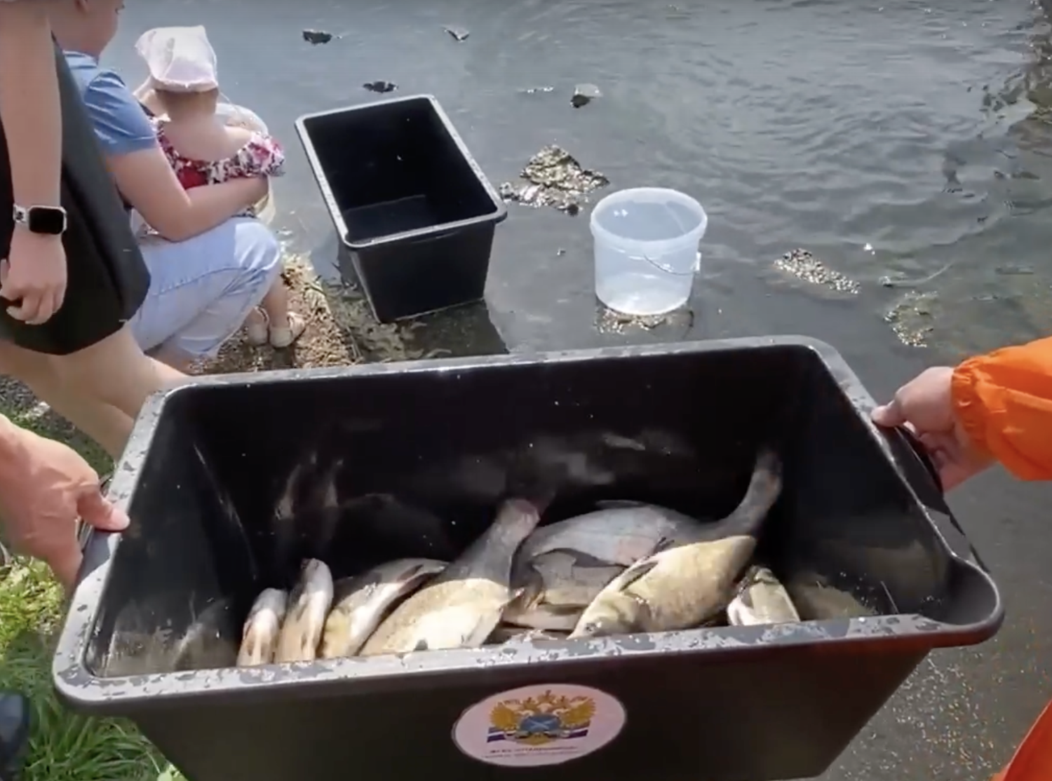 В Нижнем Тагиле выпустил более 1000 белых толстолобиков в городской пруд